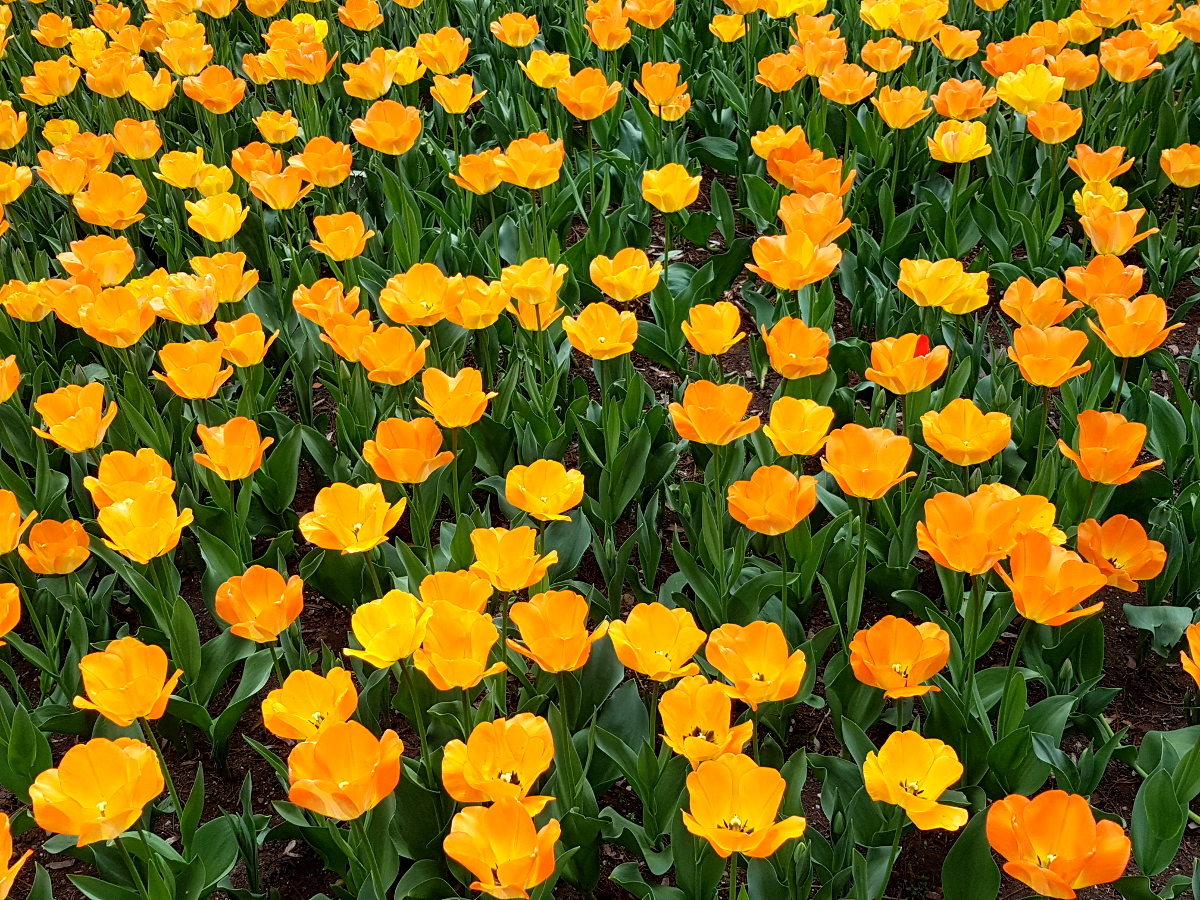 2019 Tulpen-Beet im Park in Singen 2019 Tulpen-Beet im Park in Singen