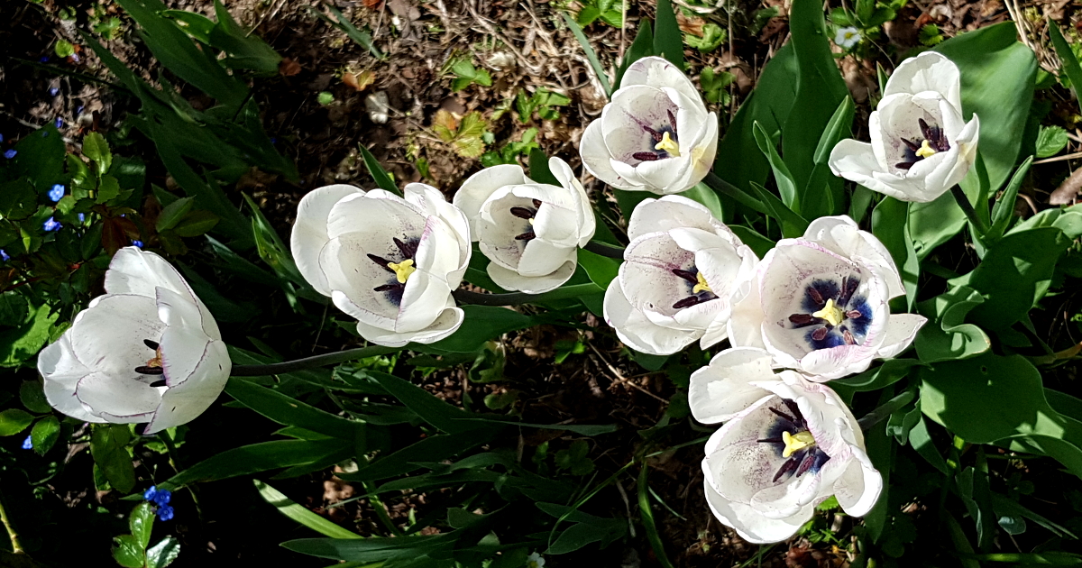 2019 neuer Garten in Biberach 2019 neuer Garten in Biberach