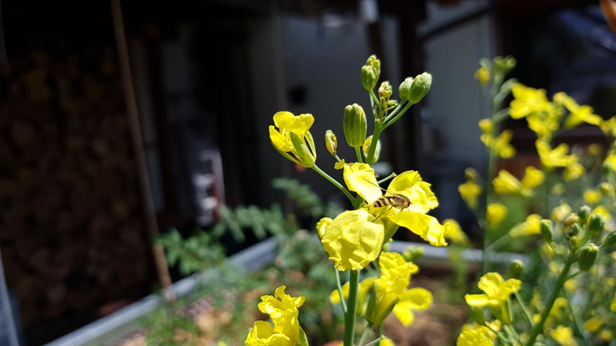 Widbiene auf Grünkohl Blüte