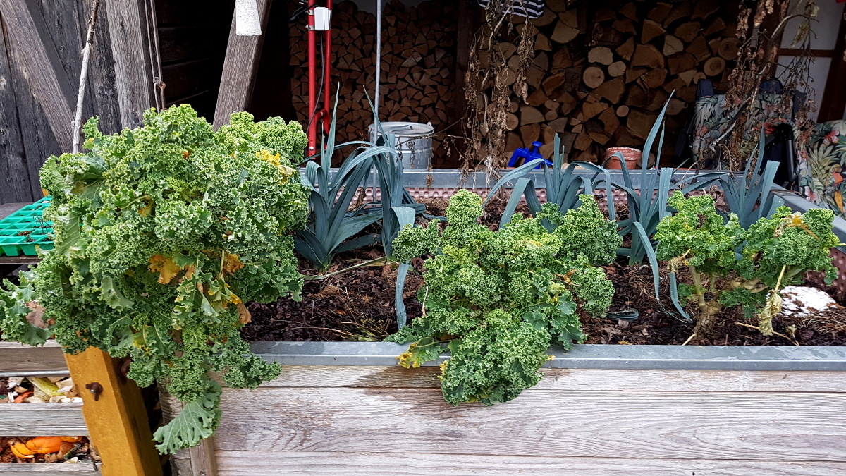 Grünkohl Eindreiviertel Jahre alt