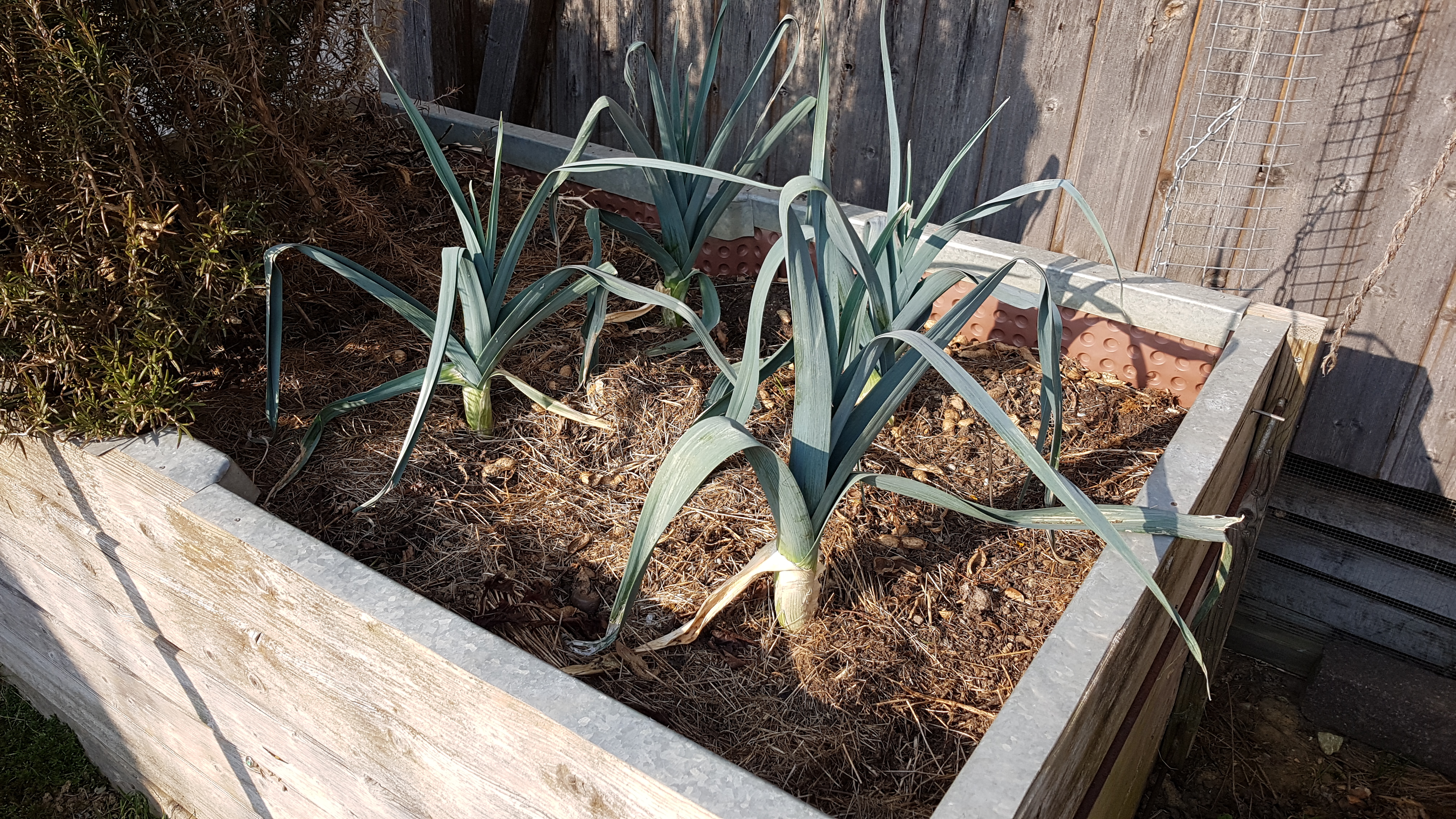 Lauch im Hochbeet mit Mulch