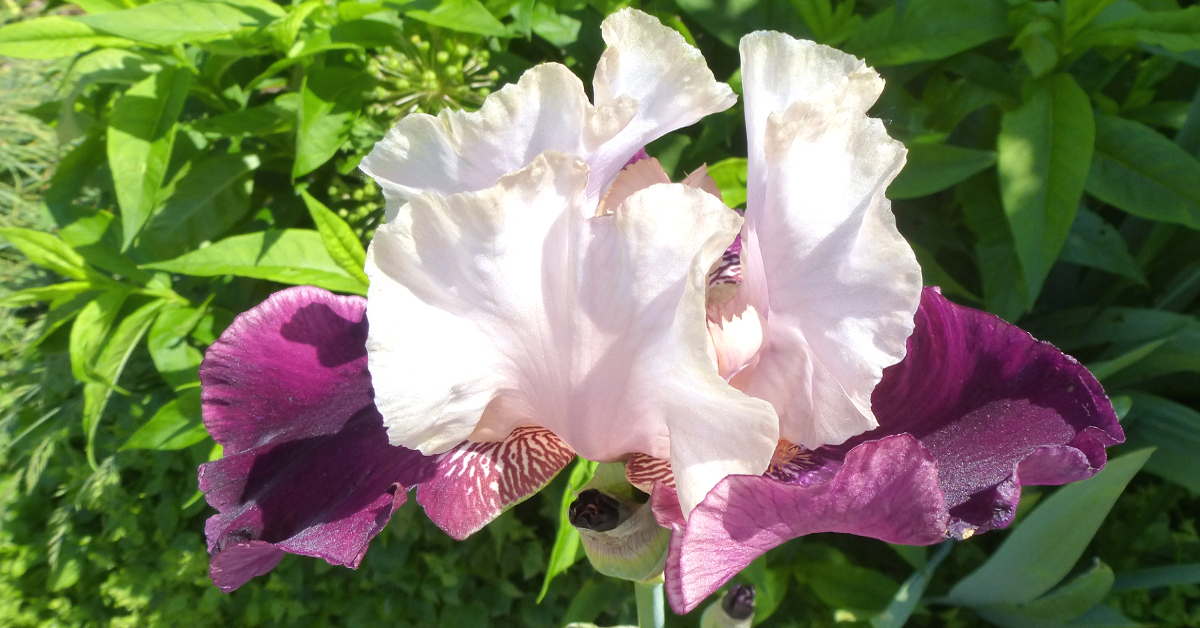 Stauden für den Lebensraum Beet Stauden für den Lebensraum Beet