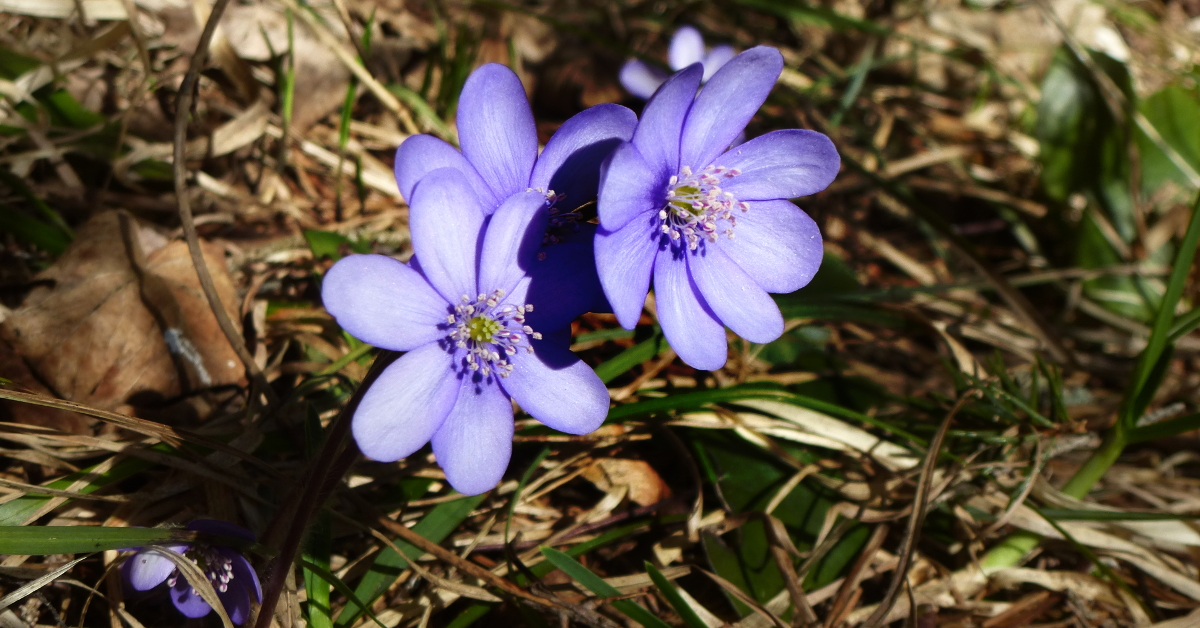 Stauden für den Lebensraum Gehölz Stauden für den Lebensraum Gehölz