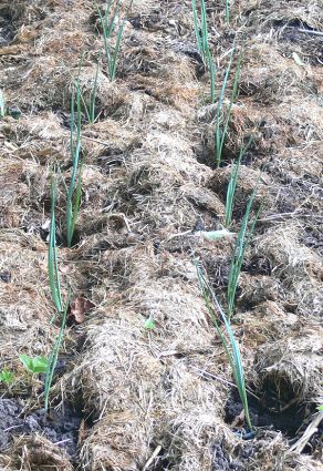 Biogarten Biogemüse Mulchgarten Lauch