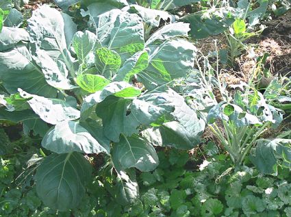 Biogarten Biogemüse Mulchgarten Rosenkohl