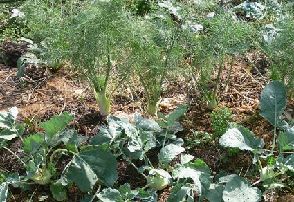 Biogarten Biogemüse Mulchgarten Fenchel