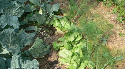 Biogarten Biogemüse Mulchgarten Mischlultur