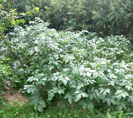 Biogarten Biogemüse Mulchgarten Kartoffeln