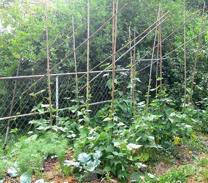 Biogarten Biogemüse Mulchgarten Stangenbohnen