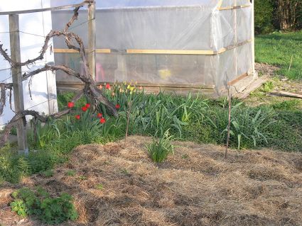 Biogemüse Biogarten Mulch Möhren Erbsen