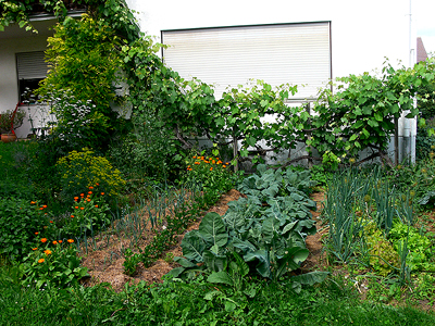 Biogarten Biogemüse Mulchgarten