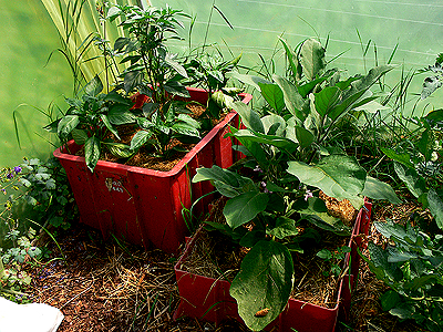 Biogarten Biogemüse Mulchgarten Gewächshaus Paprika