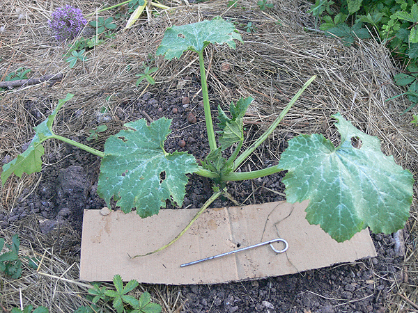 Schnecken Fangen Katzenfutter Garten