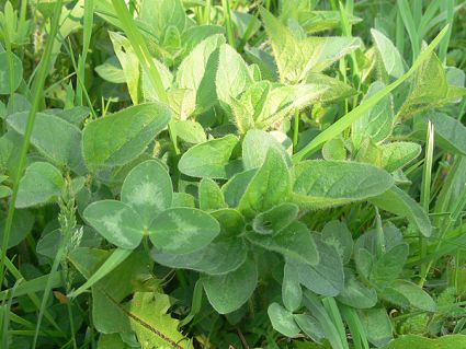 Wildkräuter Küche Garten Wilder Majoran