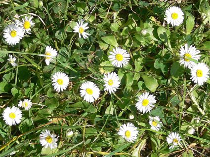 Wildkräuter Küche Garten Gänseblümchen