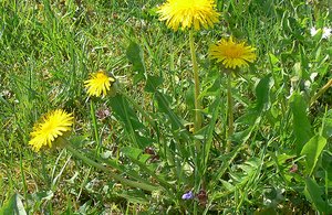Wildkräuter für die Küche Buchvorstellung