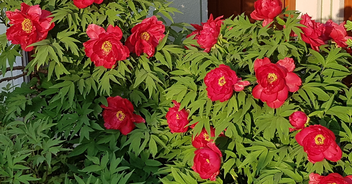 Solitär-Stauden als Leitstauden