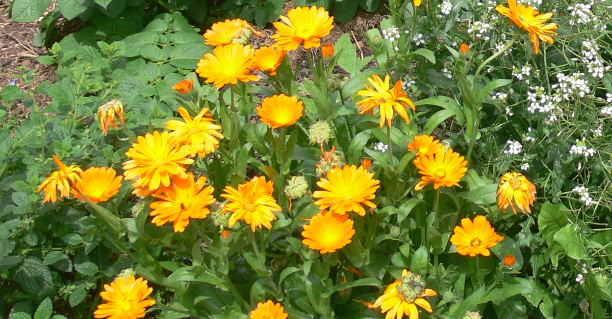Ringelblumen im Garten, als Heilpflanze für Kosemtik und in der Küche Ringelblumen im Garten, als Heilpflanze für Kosemtik und in der Küche