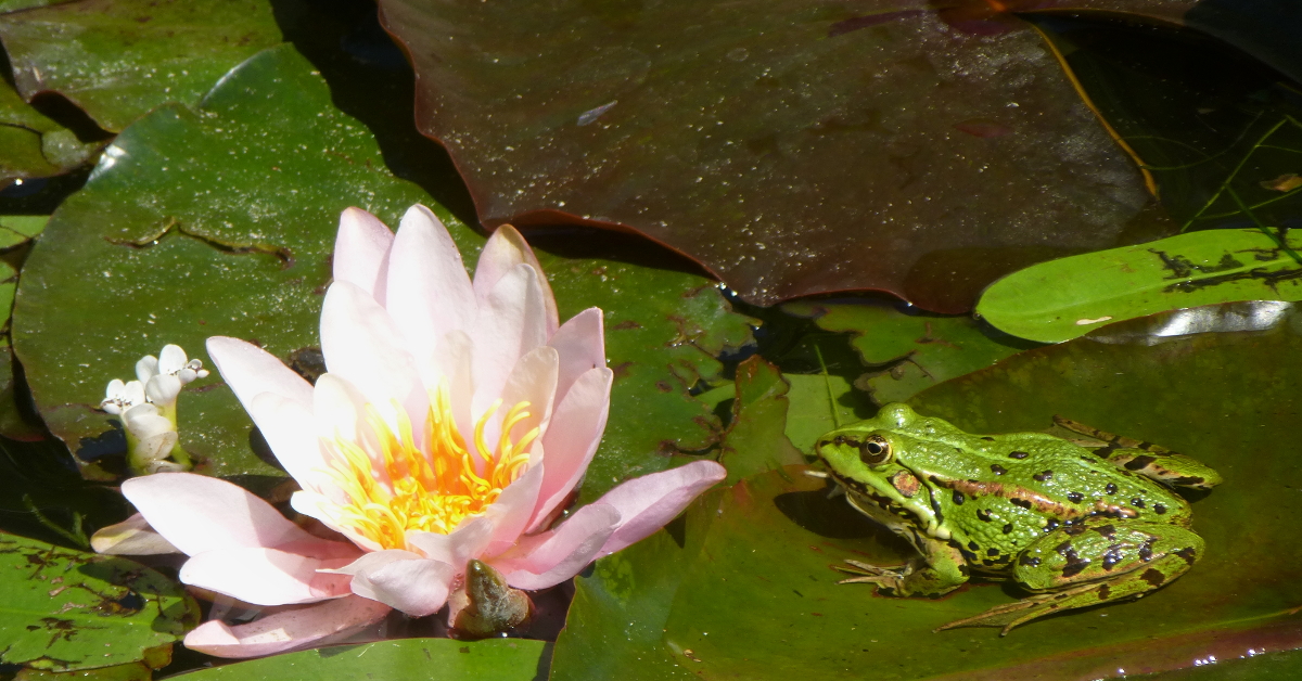 Stauden für den Lebensraum Wasser Stauden für den Lebensraum Wasser