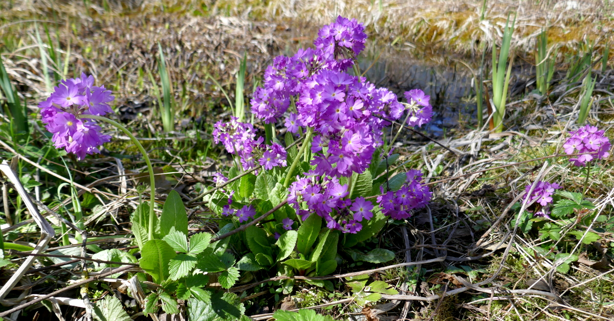 Stauden für den Lebensraum Wasserrand Stauden für den Lebensraum Wasserrand